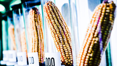 Before the TELA Maize could make its mainstream debut, it first had to go through field trials to test its resistance towards pests and drought at the research farms of the Institute for Agricultural Research (IAR), Ahmadu Bello University, Zaria.