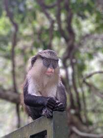 An animal at the lekki conservation centre 