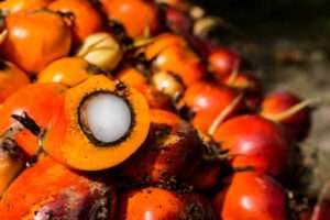 pix showing palm oil seeds