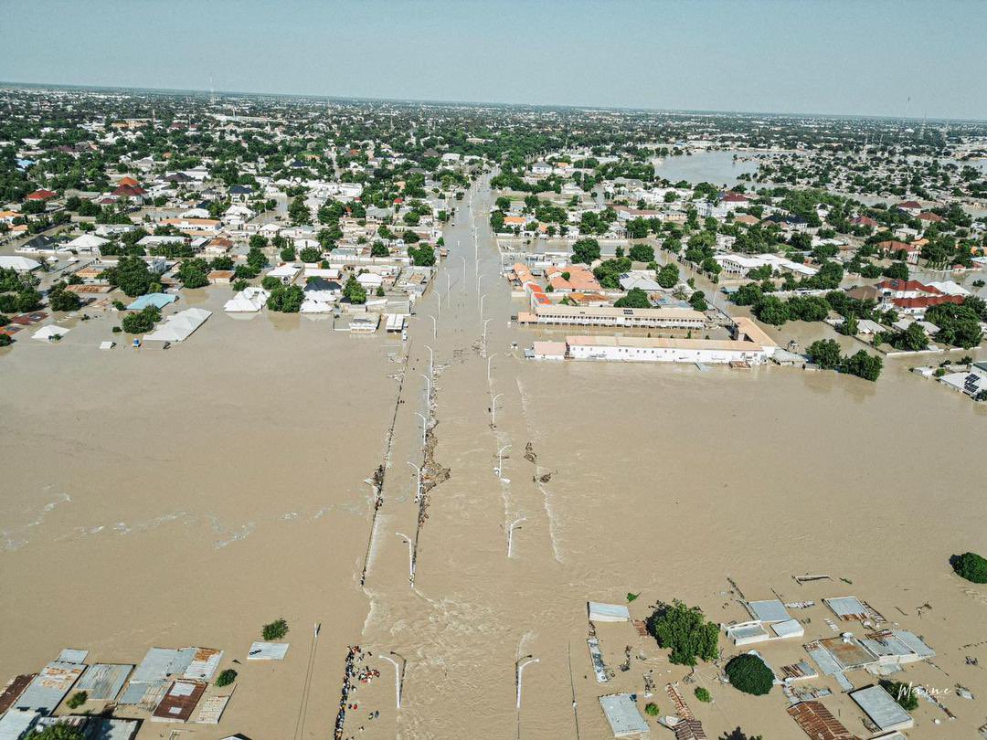 The sight of exotic animals strolling through the tarmacs of Maiduguri, once a mere figment of imagination, became a startling reality when flood covered the city on Tuesday 10 September 2024 affecting two million people.