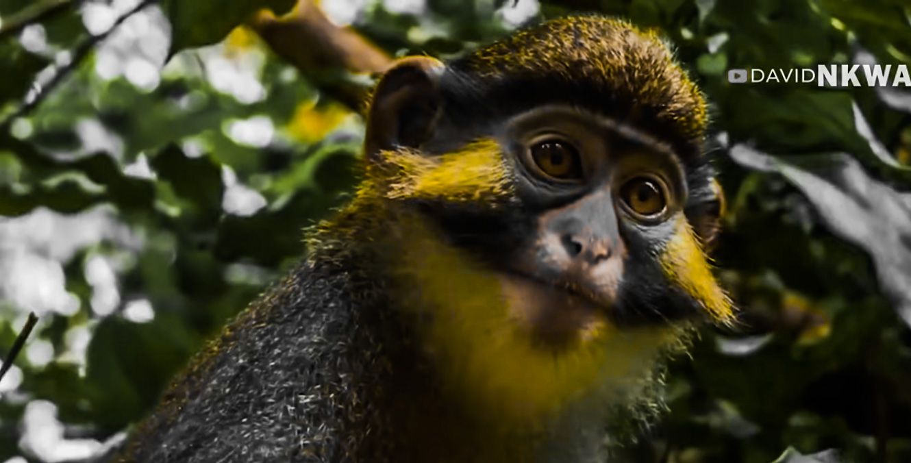 This drill mammal species usually morphs into large short-tailed monkeys found both in southeastern Nigeria to western Cameroon and on Bioko Island in Equatorial Guinea.